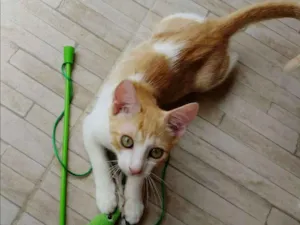 Gato raça Srd idade 2 a 6 meses nome Quindim