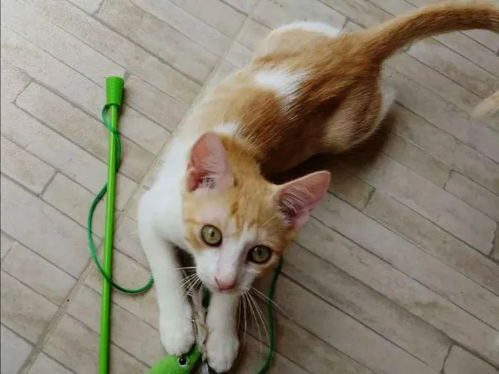 Gato ra a Srd idade 2 a 6 meses nome Quindim