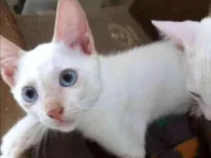 Gato raça Srd idade 2 a 6 meses nome Yogo