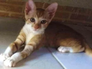 Gato raça Srd idade 2 a 6 meses nome Bono