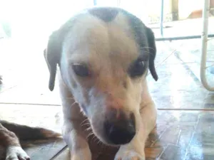 Cachorro raça Indefinido idade 5 anos nome Keka