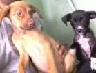 Cachorro raça SRD idade 2 a 6 meses nome Mel e nala