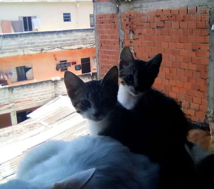 Gato ra a SRD idade 2 a 6 meses nome SEM NOME