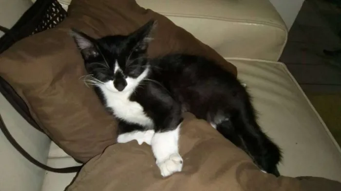 Gato ra a SRD idade 2 a 6 meses nome SEM NOME