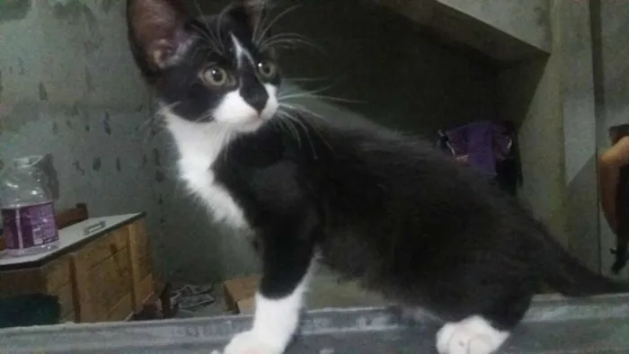 Gato ra a SRD idade 2 a 6 meses nome SEM NOME