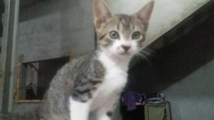 Gato ra a SRD idade 2 a 6 meses nome SEM NOME