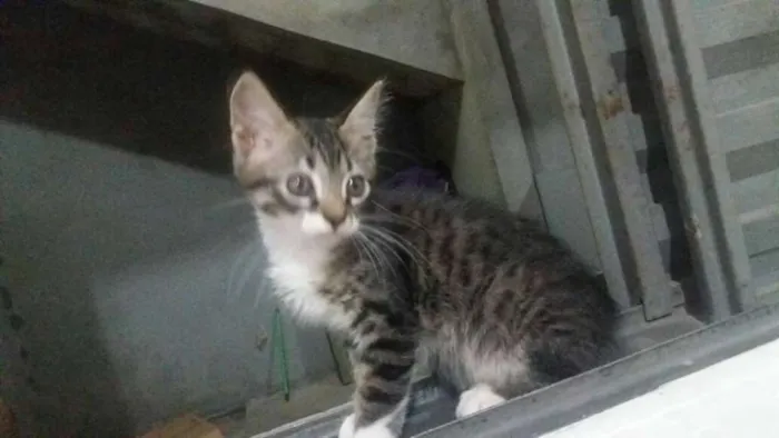 Gato ra a SRD idade 2 a 6 meses nome SEM NOME