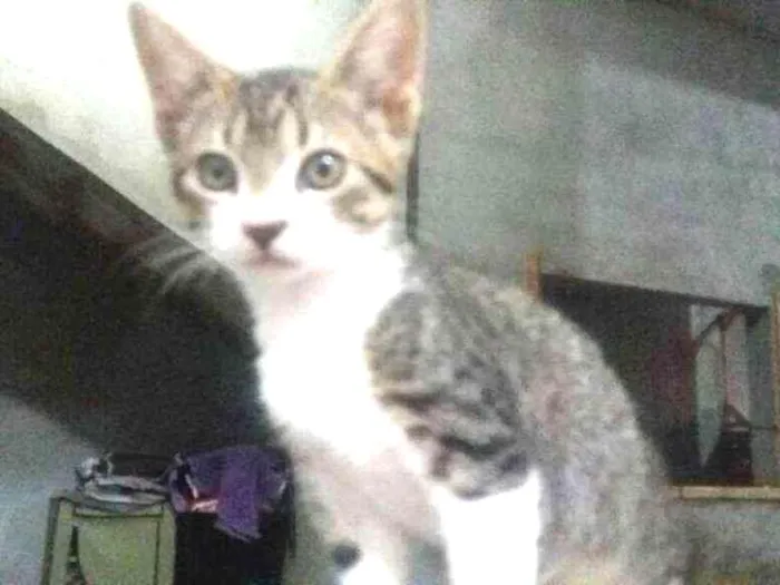 Gato ra a SRD idade 2 a 6 meses nome SEM NOME