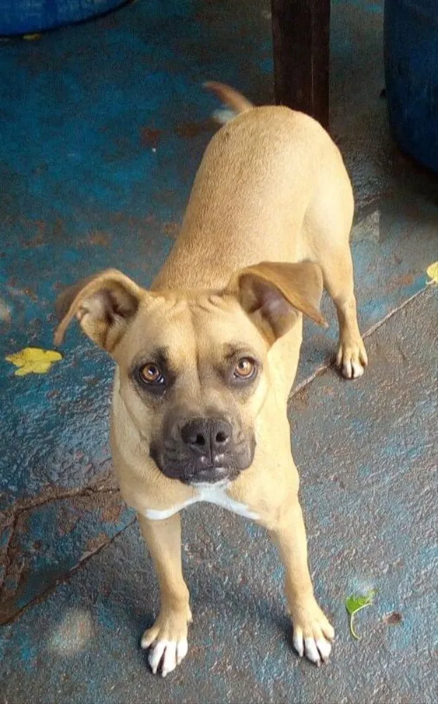 Cachorro ra a Boxer  idade 2 anos nome Lolla