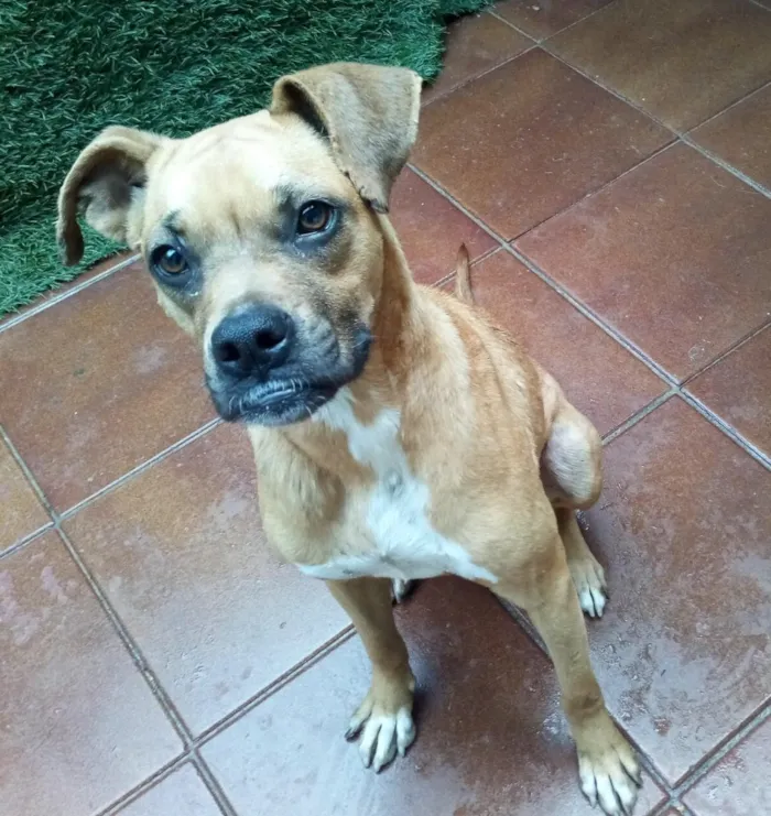Cachorro ra a Boxer  idade 2 anos nome Lolla