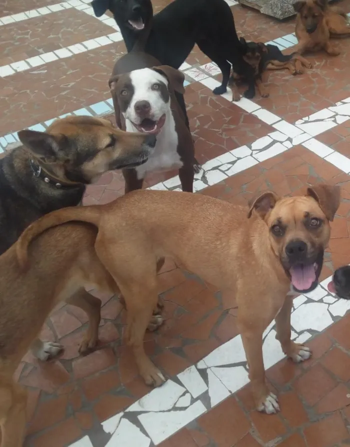 Cachorro ra a Boxer  idade 2 anos nome Lolla