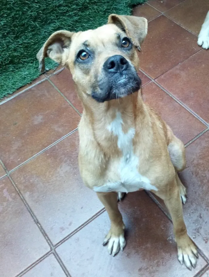 Cachorro ra a Boxer  idade 2 anos nome Lolla