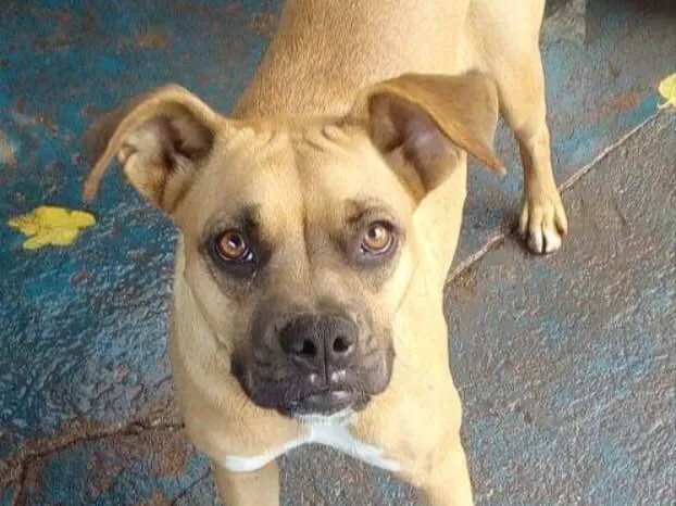 Cachorro ra a Boxer  idade 2 anos nome Lolla