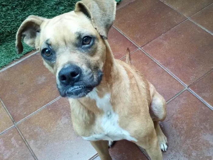 Cachorro ra a Boxer  idade 2 anos nome Lolla