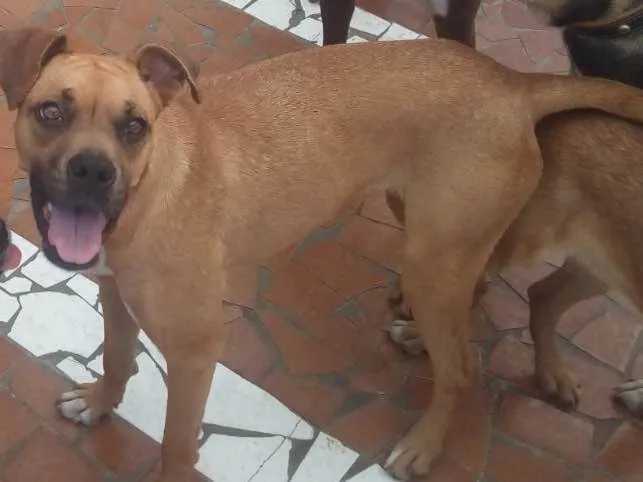 Cachorro ra a Boxer  idade 2 anos nome Lolla