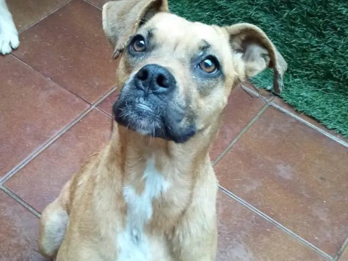 Cachorro ra a Boxer  idade 2 anos nome Lolla