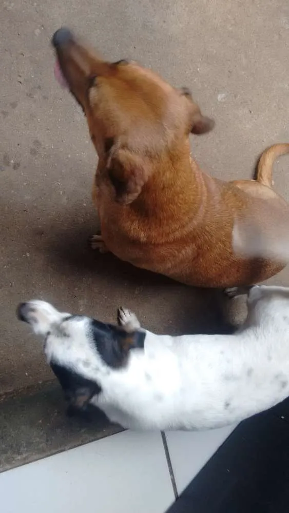 Cachorro ra a Vira lata  idade 2 anos nome Brenda 