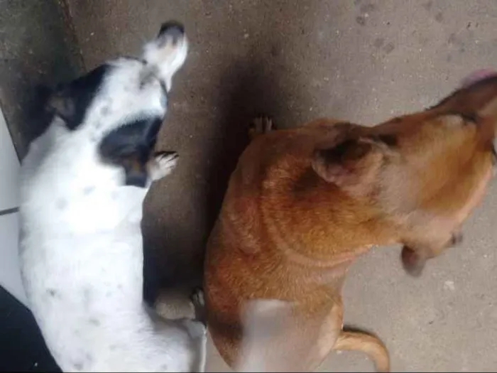 Cachorro ra a Vira lata  idade 2 anos nome Brenda 