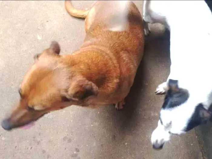 Cachorro ra a Vira lata  idade 2 anos nome Brenda 