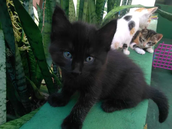 Gato raça SRD idade Abaixo de 2 meses nome Sem nomes