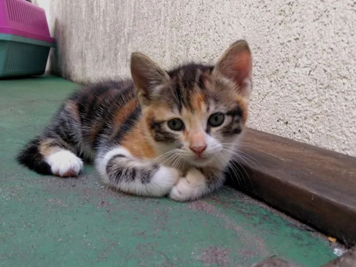 Gato raça SRD idade Abaixo de 2 meses nome Sem nomes