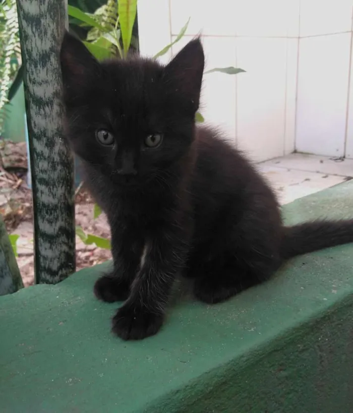 Gato raça SRD idade Abaixo de 2 meses nome Sem nomes