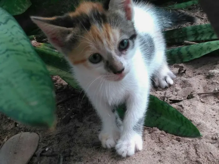 Gato raça SRD idade Abaixo de 2 meses nome Sem nomes