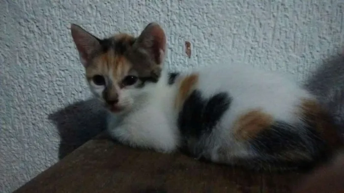 Gato raça SRD idade Abaixo de 2 meses nome Sem nomes