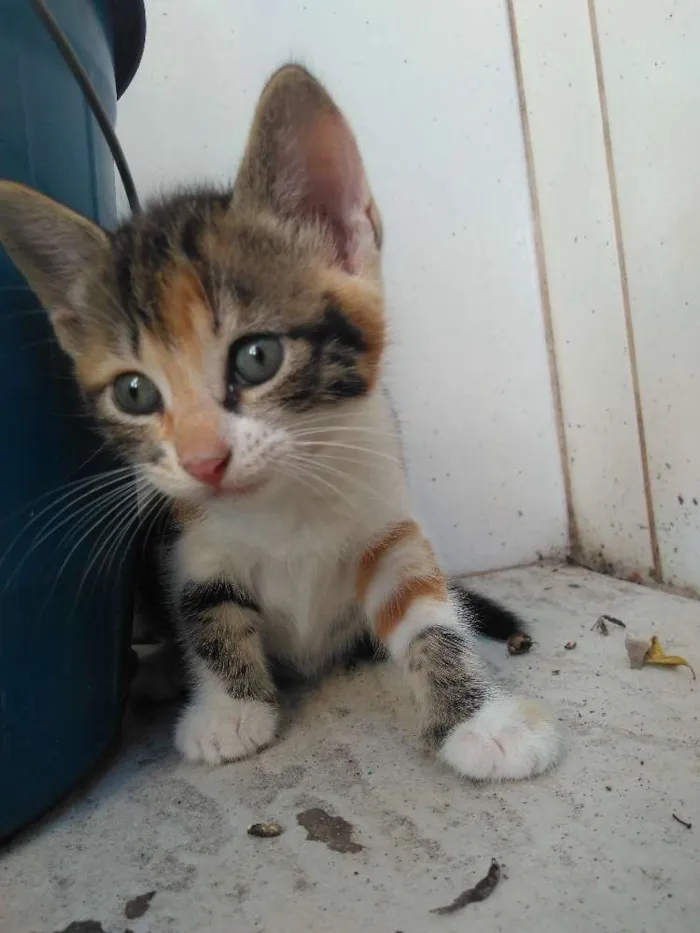 Gato raça SRD idade Abaixo de 2 meses nome Sem nomes