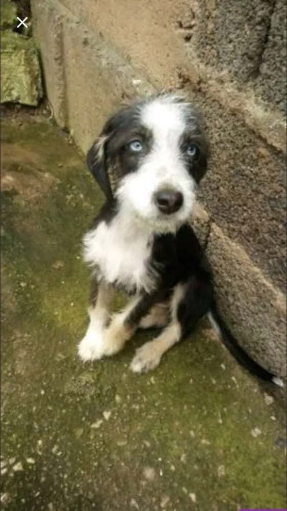 Cachorro ra a Srd idade 2 a 6 meses nome Charlotte