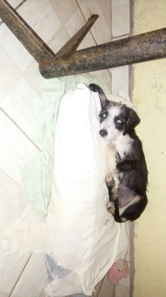 Cachorro ra a Srd idade 2 a 6 meses nome Charlotte
