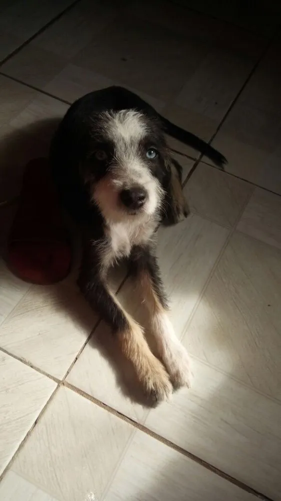 Cachorro ra a Srd idade 2 a 6 meses nome Charlotte