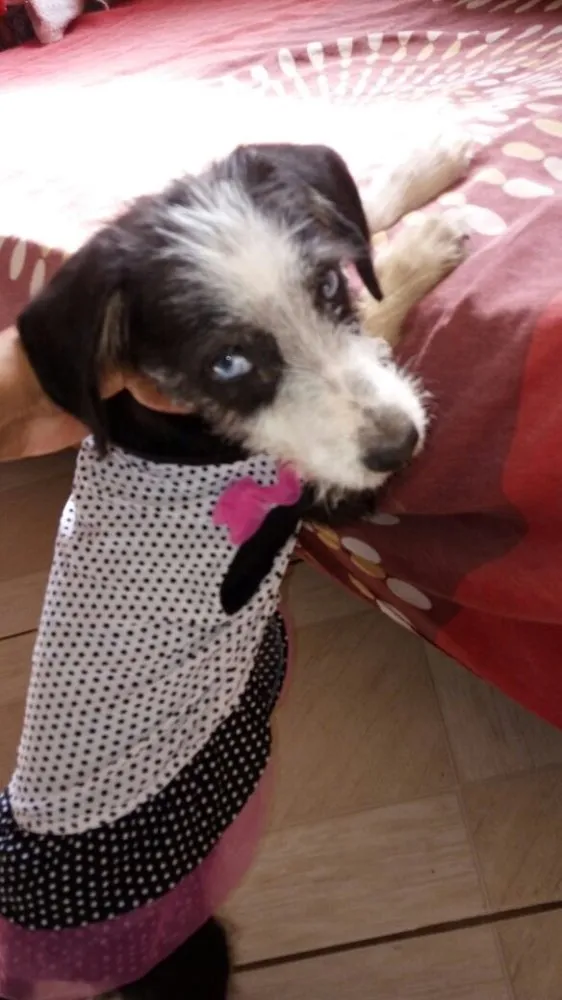 Cachorro ra a Srd idade 2 a 6 meses nome Charlotte