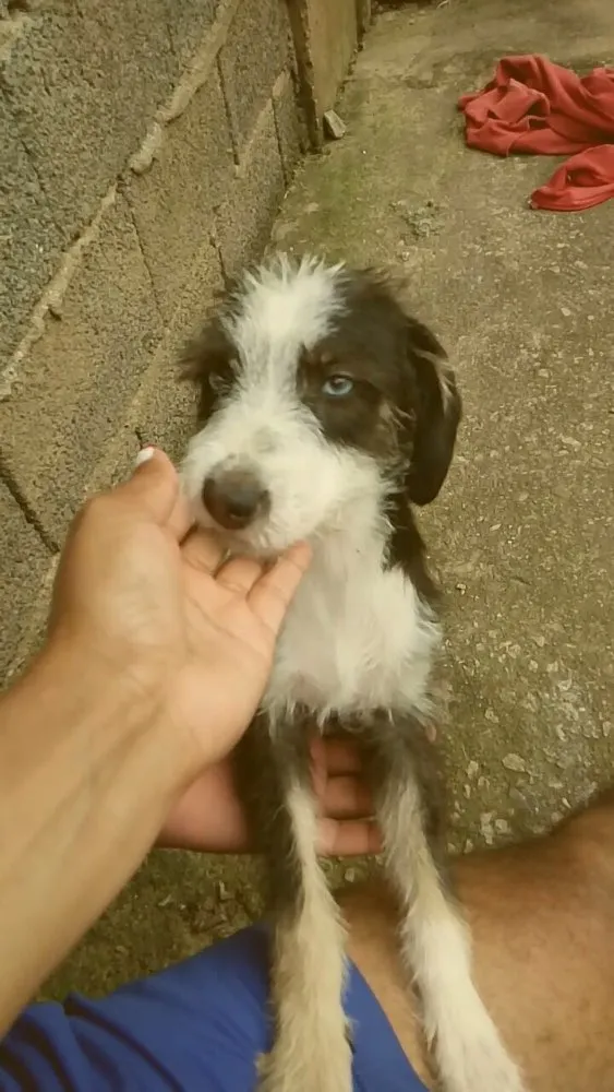 Cachorro ra a Srd idade 2 a 6 meses nome Charlotte