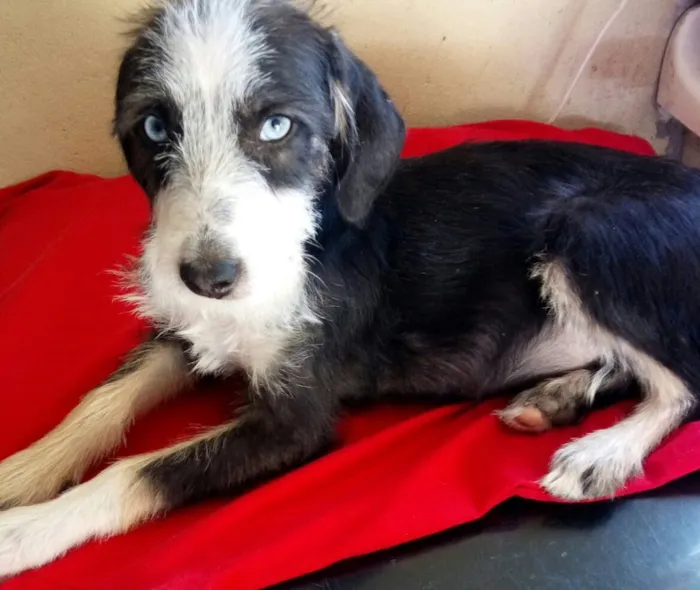 Cachorro ra a Srd idade 2 a 6 meses nome Charlotte