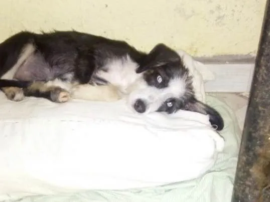 Cachorro ra a Srd idade 2 a 6 meses nome Charlotte