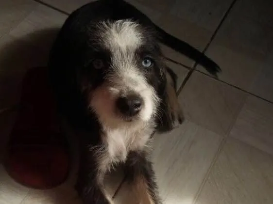 Cachorro ra a Srd idade 2 a 6 meses nome Charlotte