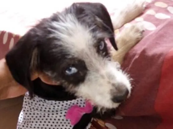 Cachorro ra a Srd idade 2 a 6 meses nome Charlotte
