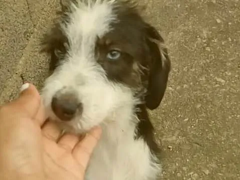 Cachorro ra a Srd idade 2 a 6 meses nome Charlotte