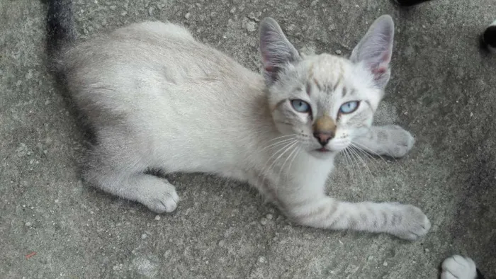 Gato ra a indefinida idade 2 a 6 meses nome bbs cats