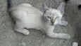 bbs cats