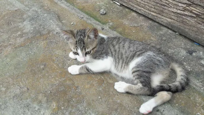 Gato ra a indefinida idade 2 a 6 meses nome bbs cats