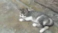 bbs cats