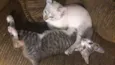 bbs cats