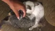 bbs cats