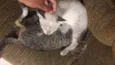 bbs cats