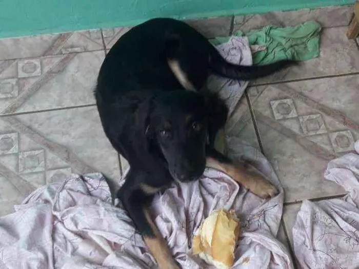 Cachorro ra a Mestica idade 2 a 6 meses nome Pandora