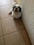 Tico