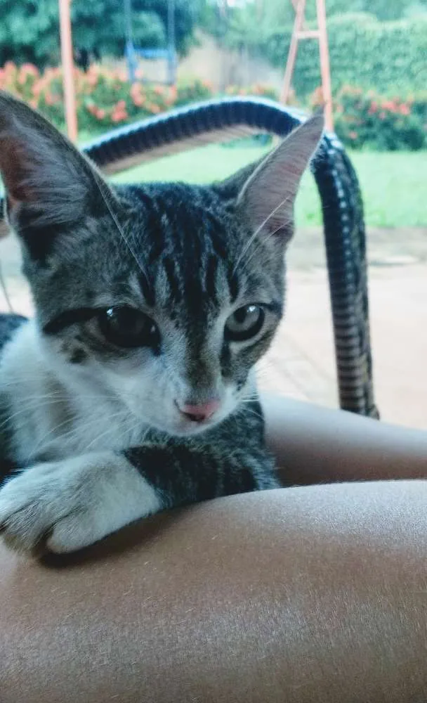 Gato ra a Srd idade 2 a 6 meses nome Sem nome