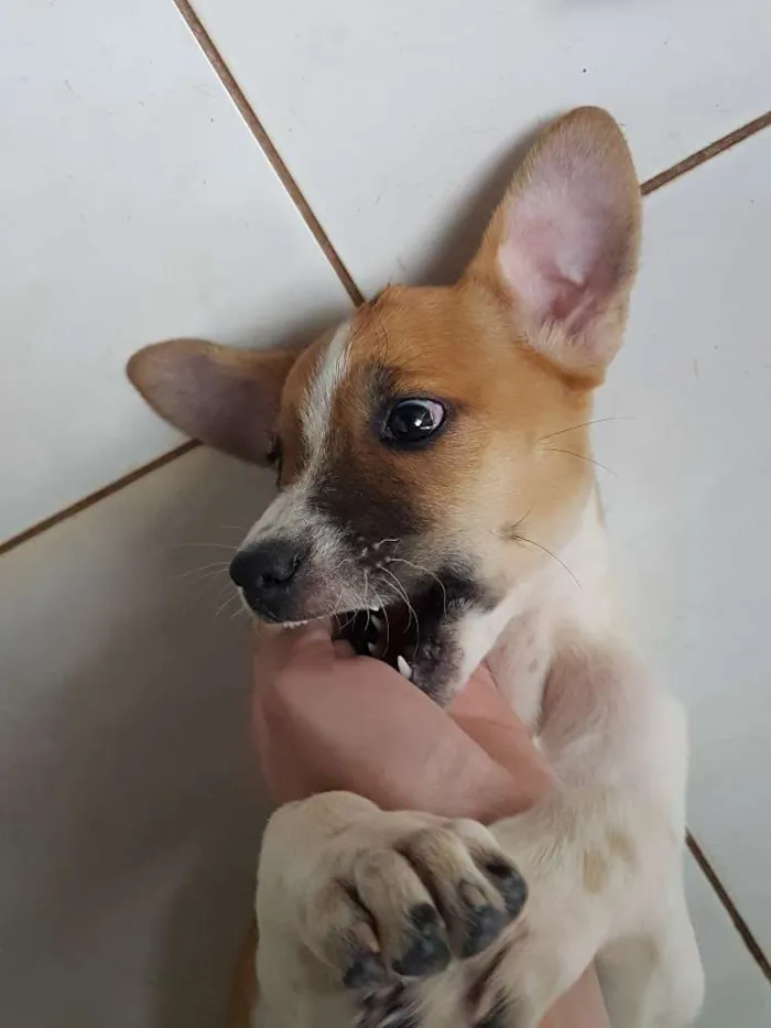 Cachorro raça vira-lata  idade  nome não tem nome